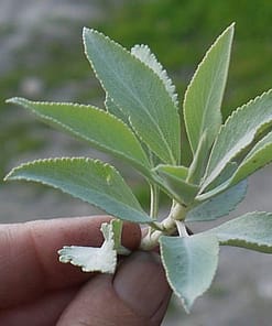 Alternative view of OPENING