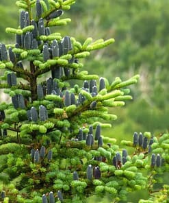 Alternative view of FOREST SPIRIT MASSAGE OIL