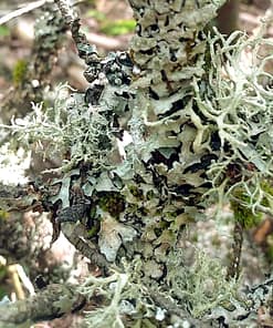 Alternative view of MOSS AND MUSK