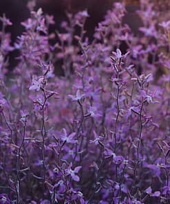 Alternative view of PURPLE FLOWERS