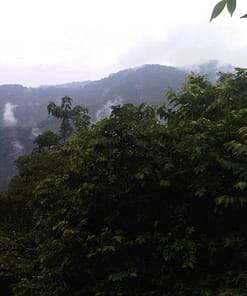 CORDILLERA DEL BALSAMO BAKHOOR – Image 2
