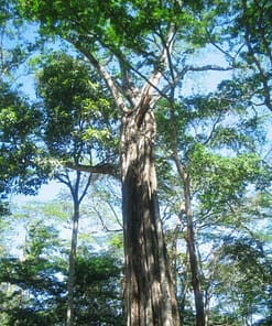 CORDILLERA DEL BALSAMO BAKHOOR – Image 3
