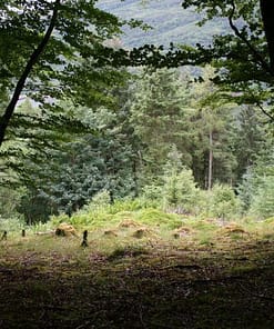 FLOWERS IN THE FOREST - Image 2