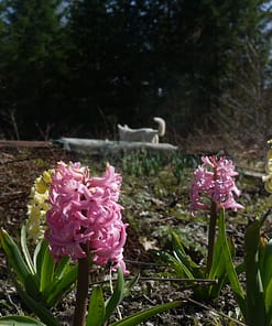 THE TOUCH OF SPRING - Image 2
