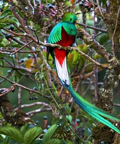 CORDILLERA DEL BALSAMO BAKHOOR – Image 7