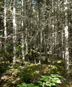 FOREST SHAMANS - Image 2