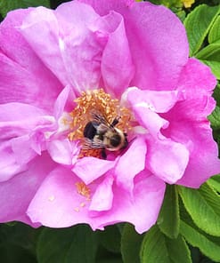 SACRED ROSE SOLID PERFUME - Image 3