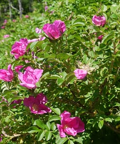 SACRED ROSE SOLID PERFUME - Image 4