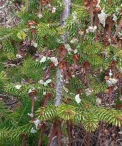 HUILE DE MASSAGE ESPRIT DE LA FORET – Image 4