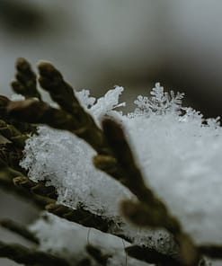 LA NEIGE QUI TOMBE SUR LES CÈDRES