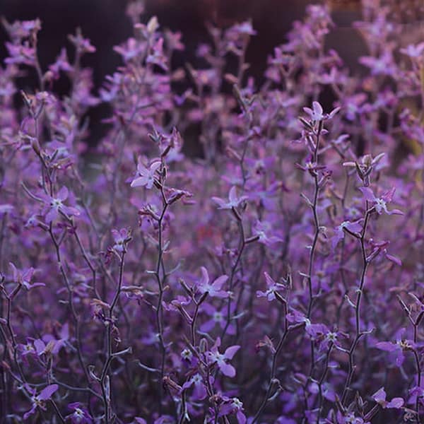 PURPLE FLOWERS - Image 2