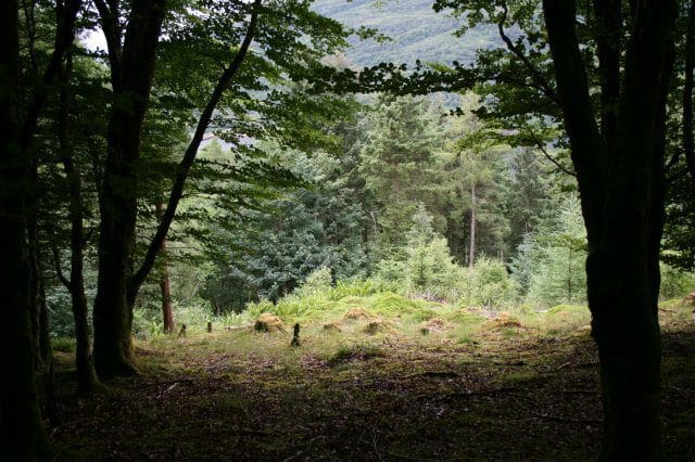 FLOWERS IN THE FOREST - Image 2