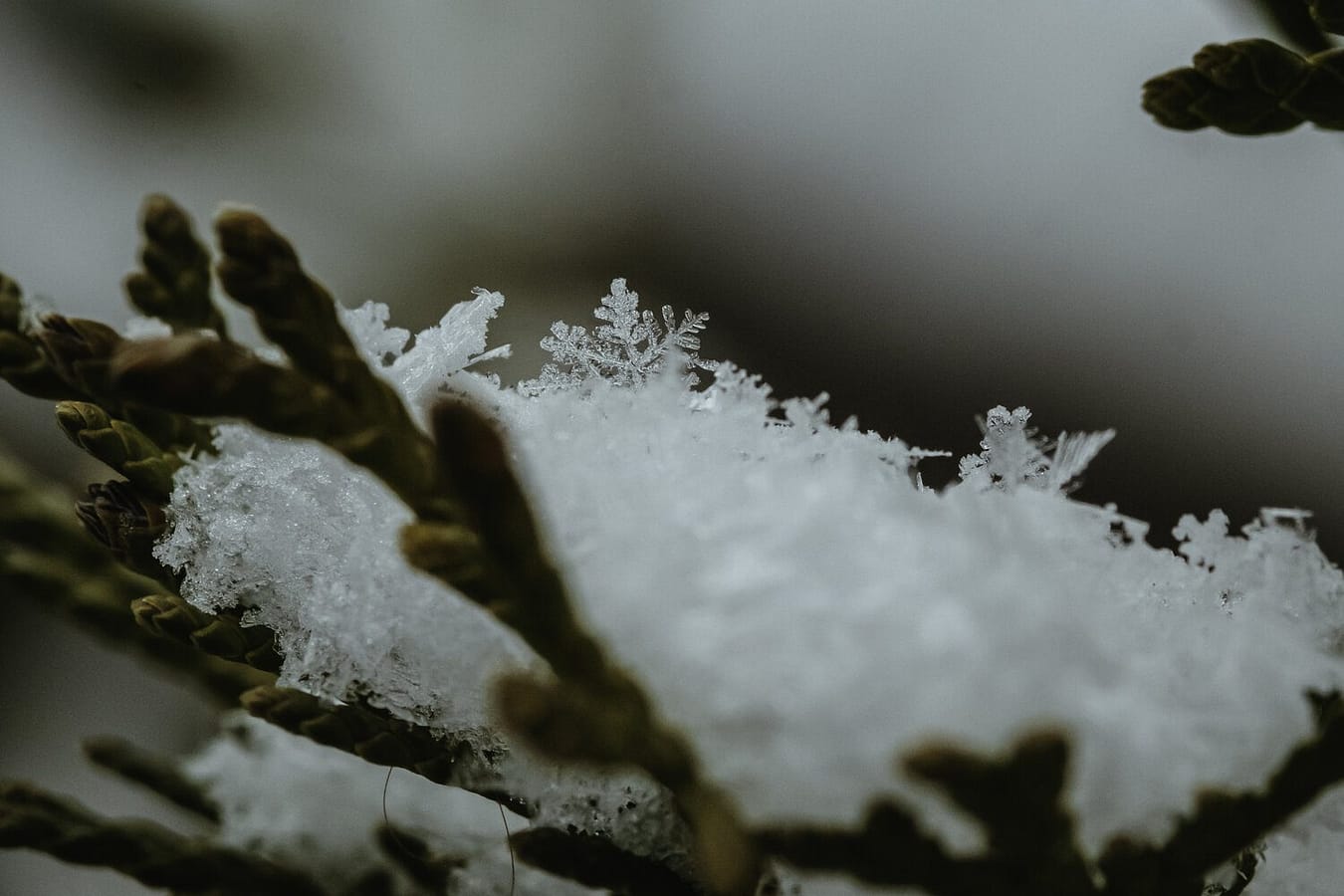 SNOW FALLING ON CEDARS